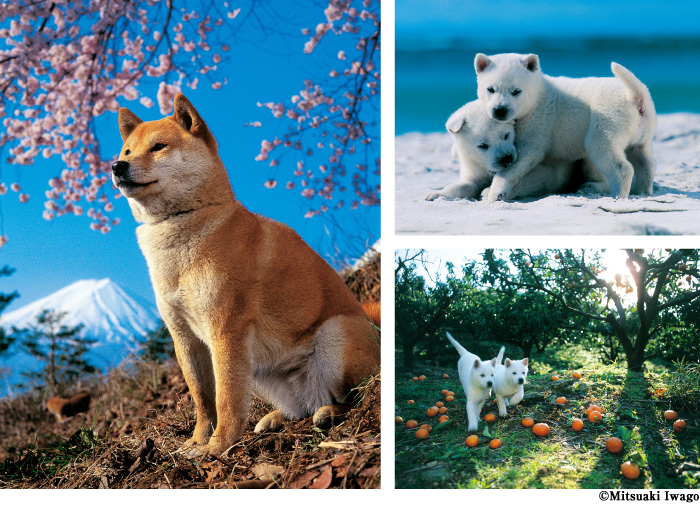岩合光昭写真展「ニッポンの犬」